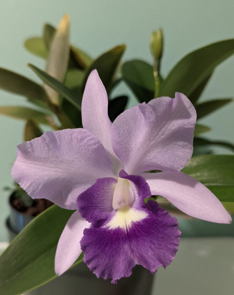 Big violet orchid