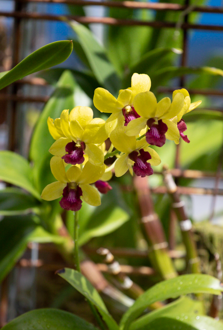Yellow with Purple Lip Orchid