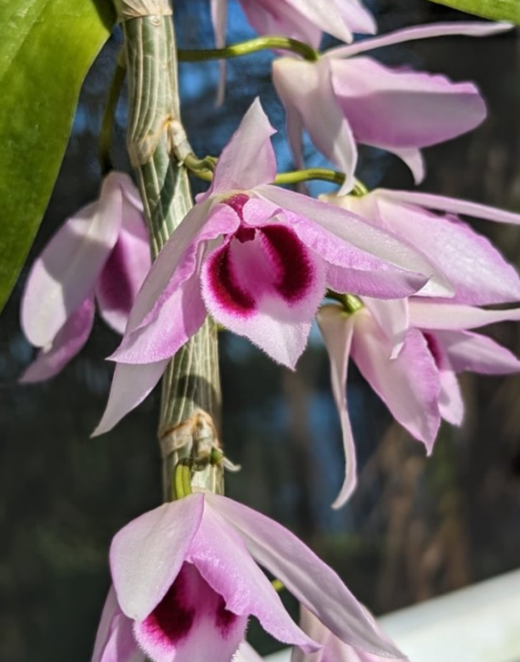 March Orchid