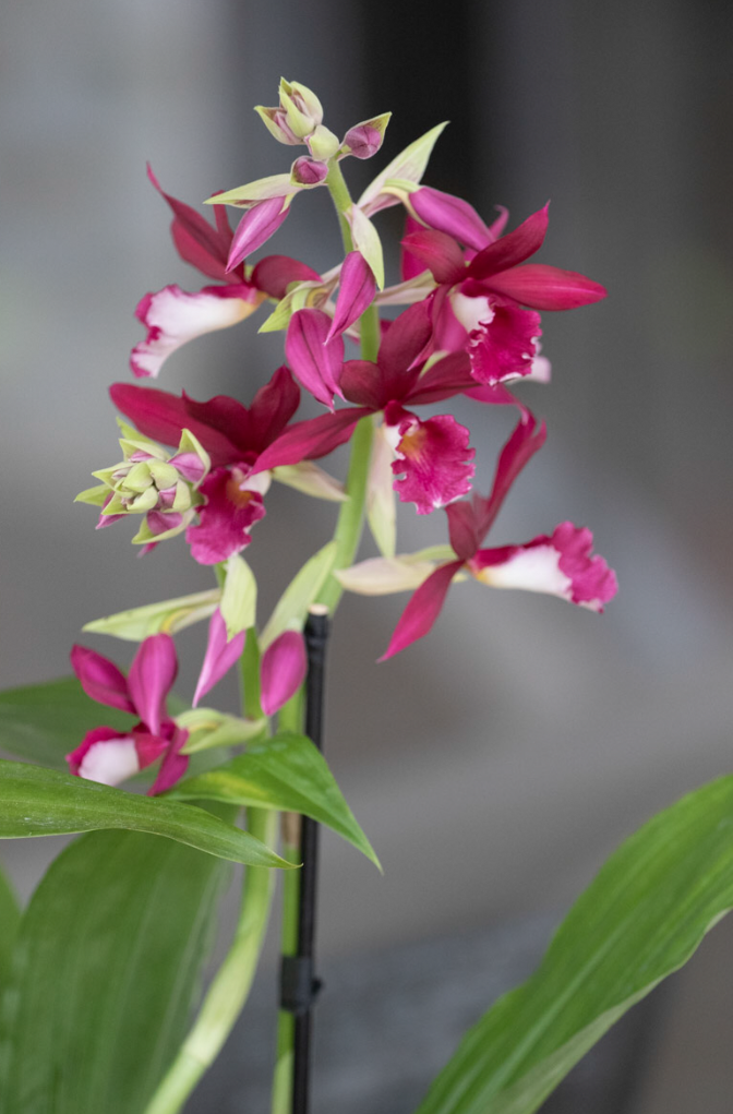 Red and White Orchid