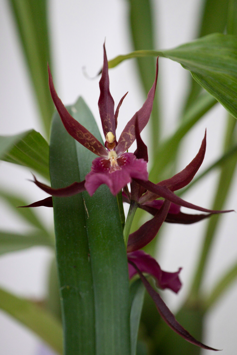 Red Spindly Orchid