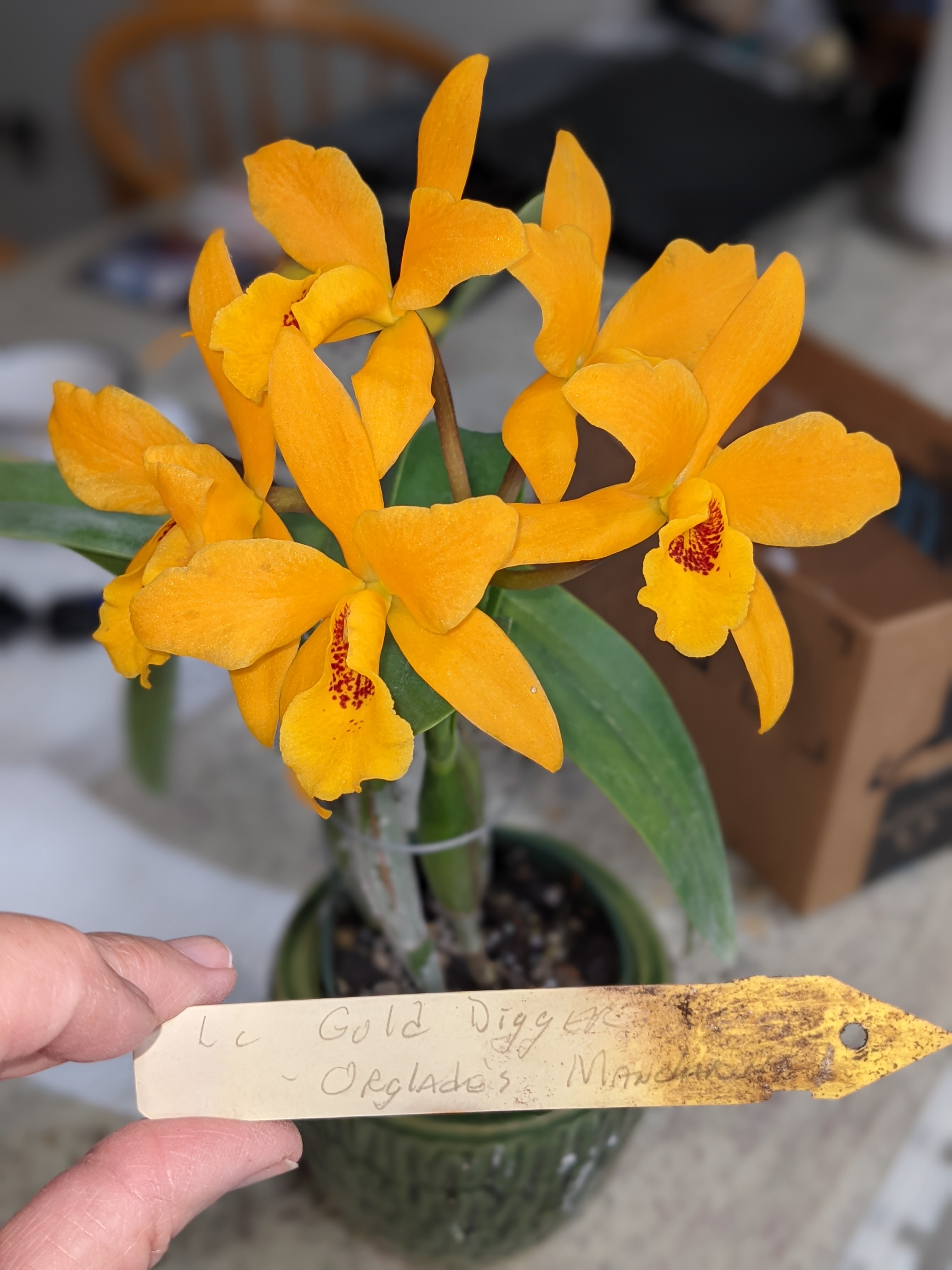 Ctt Gold Digger Orglades Mandarin blooming